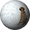 globe_tiny.gif