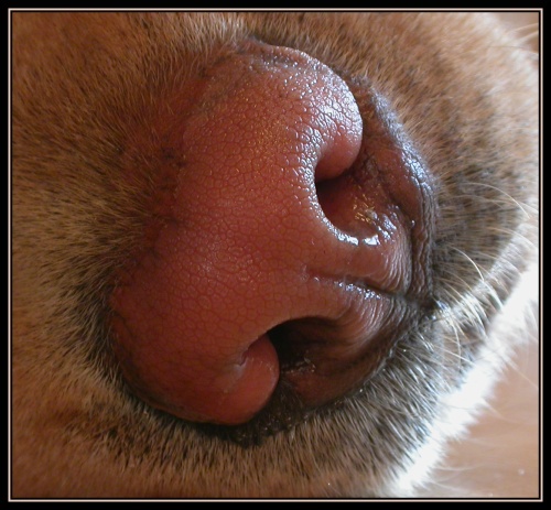 sweet_nose.jpg