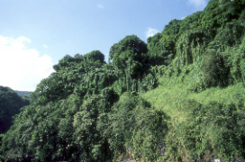 Tropikalny las