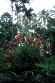 Kwitnca palma