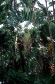 Palma wachlarzowa