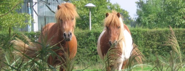 horses