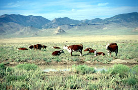 Krowy na
pustyni
